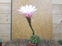 Echinopsis hybrid , květináč 5,5 cm - 12415067
