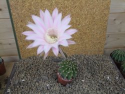 Echinopsis hybrid , květináč 5,5 cm - 12415068