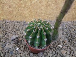 Echinopsis hybrid , květináč 5,5 cm - 12415069