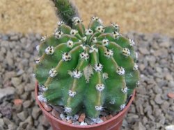 Echinopsis hybrid , květináč 5,5 cm - 12415070