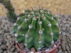 Echinopsis hybrid , květináč 5,5 cm - 12415071