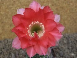 Echinopsis hybrid , květináč 5,5 cm