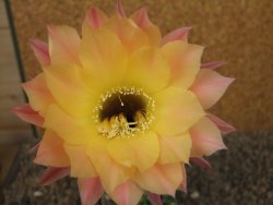 Echinopsis hybrid , květináč 9 cm