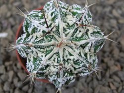 Astrophytum Dinosaur (Fukurio Hannya) květináč 5,5 cm