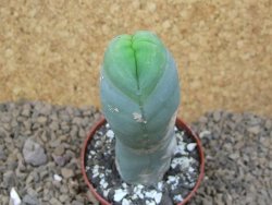 Trichocereus bridgesii monstroze, květináč 6,5 cm - 12415163