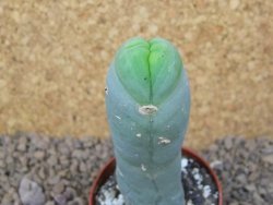 Trichocereus bridgesii monstroze, květináč 6,5 cm - 12415164