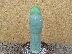 Trichocereus bridgesii monstroze, květináč 6,5 cm - 12415166