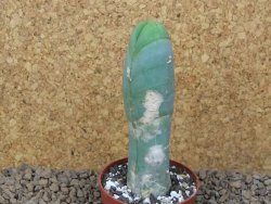 Trichocereus bridgesii monstroze, květináč 6,5 cm - 12415167