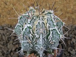 Astrophytum Dinosaur (Fukurio Hannya) květináč 5,5 cm
