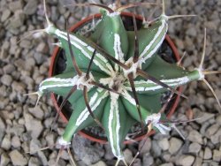 Astrophytum Dinosaur (Fukurio Hannya) květináč 5,5 cm