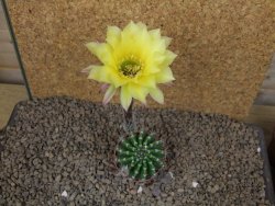 Echinopsis hybrid aff eyresii, květináč 5,5 cm - 12415202