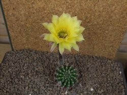 Echinopsis hybrid aff eyresii, květináč 5,5 cm - 12415203