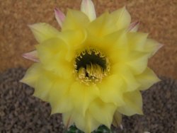 Echinopsis hybrid aff eyresii, květináč 5,5 cm
