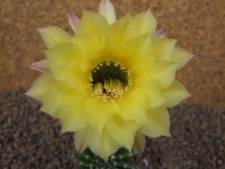 Echinopsis hybrid aff eyresii, květináč 5,5 cm - 12415205