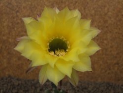 Echinopsis hybrid aff eyresii, květináč 5,5 cm - 12415206