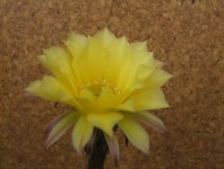 Echinopsis hybrid aff eyresii, květináč 5,5 cm - 12415207