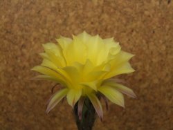 Echinopsis hybrid aff eyresii, květináč 5,5 cm - 12415208