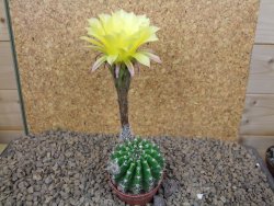 Echinopsis hybrid aff eyresii, květináč 5,5 cm - 12415209