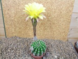 Echinopsis hybrid aff eyresii, květináč 5,5 cm - 12415210