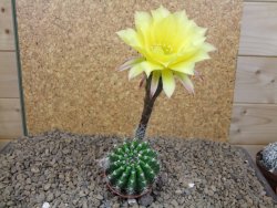 Echinopsis hybrid aff eyresii, květináč 5,5 cm - 12415211