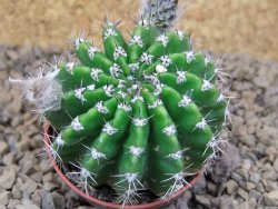 Echinopsis hybrid aff eyresii, květináč 5,5 cm - 12415212