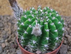 Echinopsis hybrid aff eyresii, květináč 5,5 cm - 12415213
