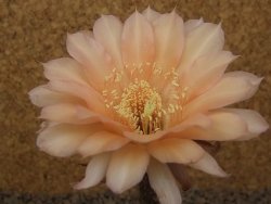 Echinopsis hybrid aff eyresii, květináč 5,5 cm - 12415238
