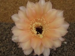 Echinopsis hybrid aff eyresii, květináč 5,5 cm - 12415239
