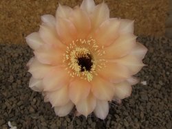 Echinopsis hybrid aff eyresii, květináč 5,5 cm - 12415240