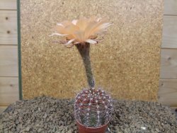 Echinopsis hybrid aff eyresii, květináč 5,5 cm - 12415241