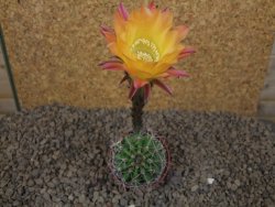 Echinopsis hybrid, květináč 5,5 cm - 12415247