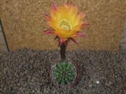 Echinopsis hybrid, květináč 5,5 cm - 12415248
