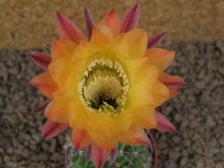 Echinopsis hybrid, květináč 5,5 cm - 12415250