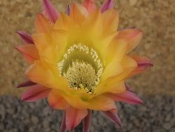 Echinopsis hybrid, květináč 5,5 cm - 12415251