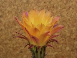 Echinopsis hybrid, květináč 5,5 cm - 12415252