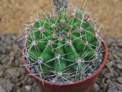 Echinopsis hybrid, květináč 5,5 cm - 12415253