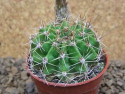 Echinopsis hybrid, květináč 5,5 cm - 12415254