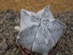 Astrophytum coahuilense snow 5,5 cm květináč