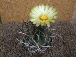 Astrophytum " Buffalo " crassispinoides květináč 8 cm - 12415332