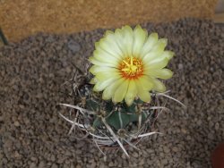 Astrophytum " Buffalo " crassispinoides květináč 8 cm - 12415333