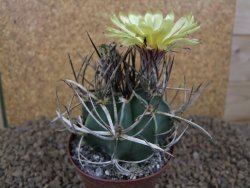 Astrophytum " Buffalo " crassispinoides květináč 8 cm - 12415335