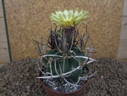 Astrophytum " Buffalo " crassispinoides květináč 8 cm - 12415336
