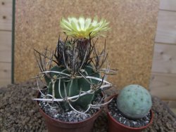 Astrophytum " Buffalo " crassispinoides květináč 8 cm - 12415337