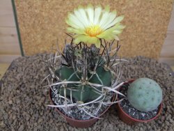 Astrophytum " Buffalo " crassispinoides květináč 8 cm - 12415338