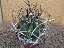 Astrophytum " Buffalo " crassispinoides květináč 8 cm - 12415339