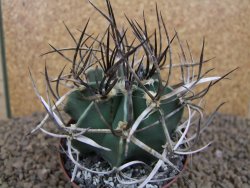 Astrophytum " Buffalo " crassispinoides květináč 8 cm