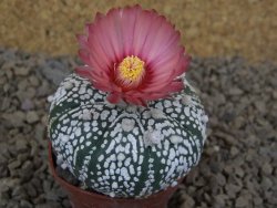 Astrophytum Super Kabuto X red flower akabana červený květ, 5,5 cm květináč