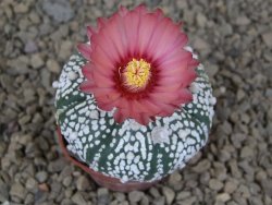 Astrophytum Super Kabuto X red flower akabana červený květ, 5,5 cm květináč - 12415342
