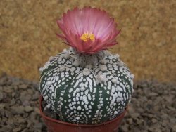 Astrophytum Super Kabuto X red flower akabana červený květ, 5,5 cm květináč - 12415343