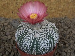 Astrophytum Super Kabuto X red flower akabana červený květ, 5,5 cm květináč - 12415344